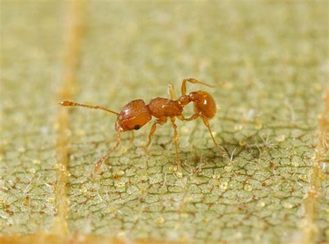 little fire ant facts
